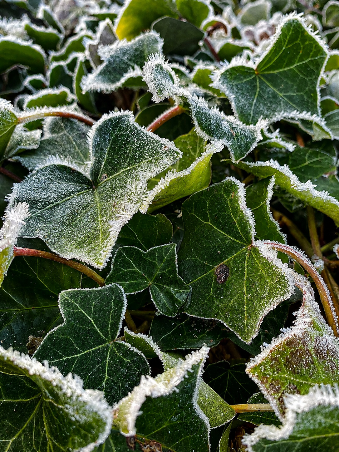 Frosted Ivy – origineel SsenZz-design