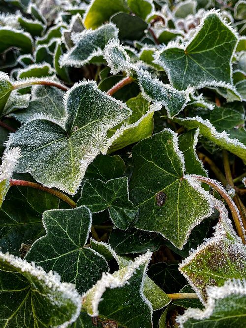 Frosted Ivy – origineel SsenZz-design