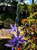 Lavender Bloom – origineel SsenZz-design