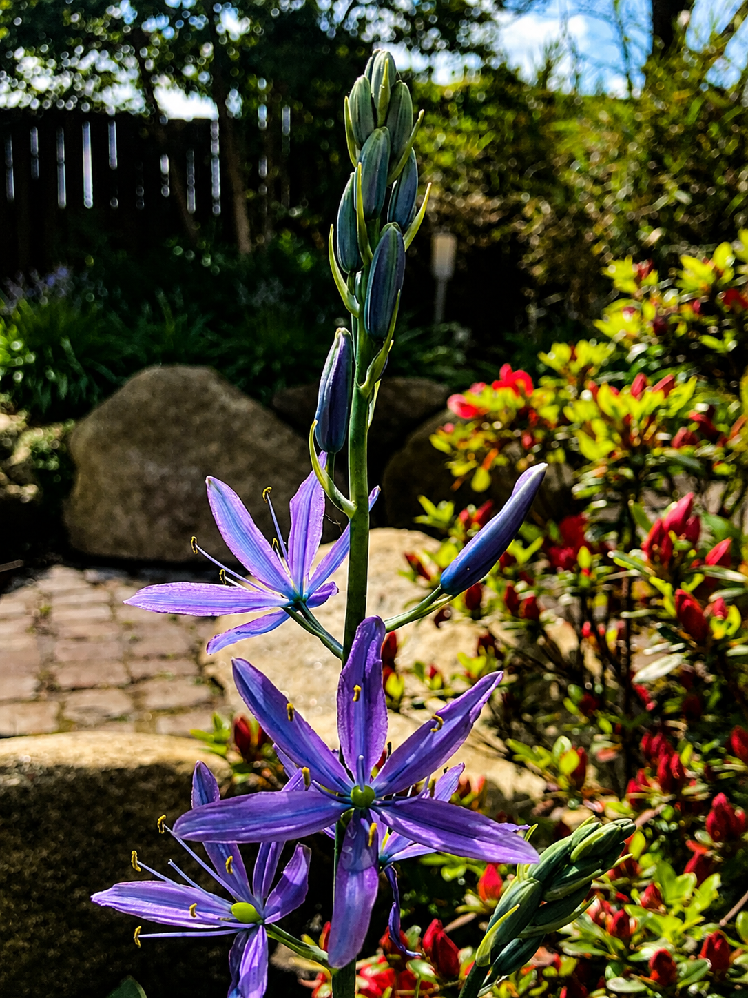 Lavender Bloom – origineel SsenZz-design