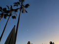Moonlit Palms – origineel SsenZz-design